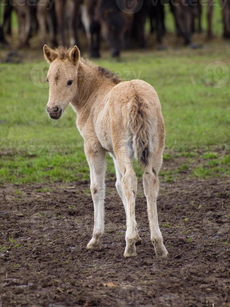 Wildpferde in Westfalen foto