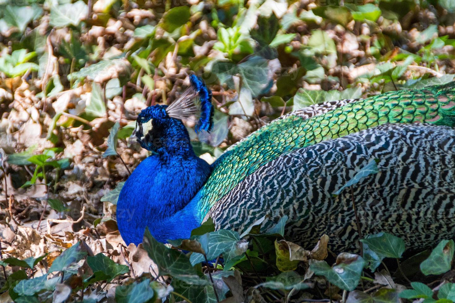 schöner Pfauenvogel foto