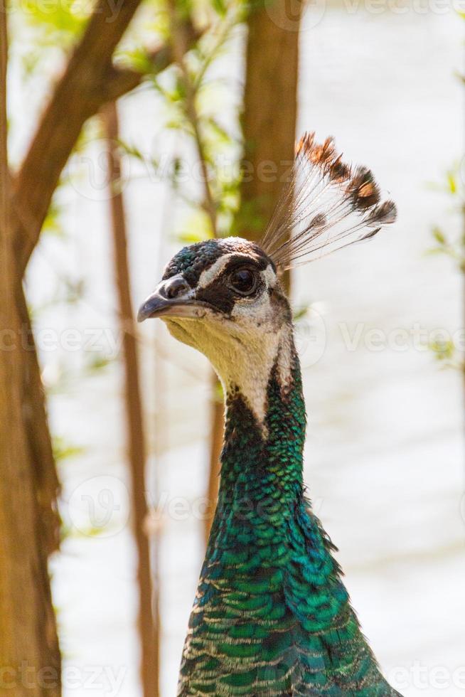 schöner Pfauenvogel foto