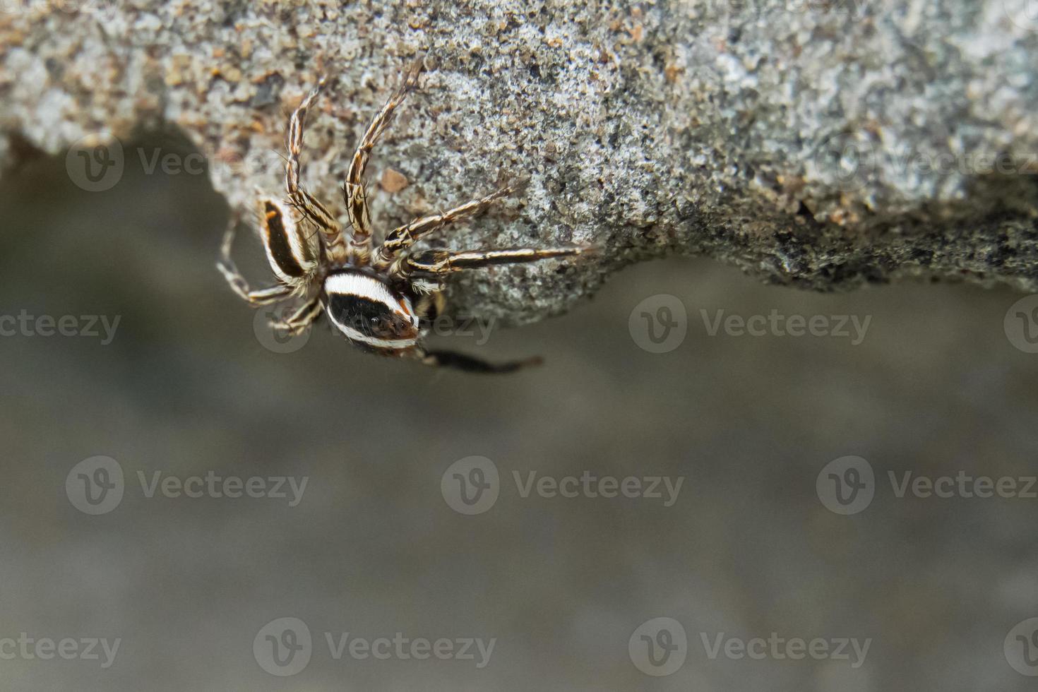 Dies ist ein Makrofoto einer Spinne. Spinnenmakrofoto, Springspinnenfoto, Nahaufnahmefoto der Spinne. foto