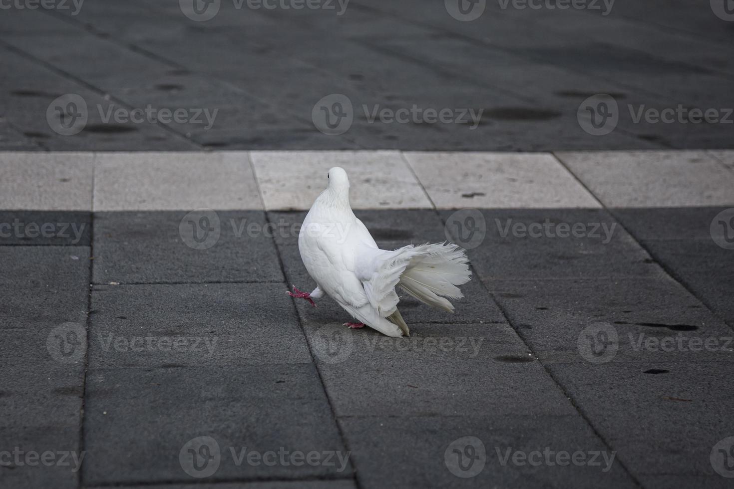 Symbol der Hoffnung und des Friedens. Weiße Taube auf einem gepflasterten Weg, selektiver Fokus. foto