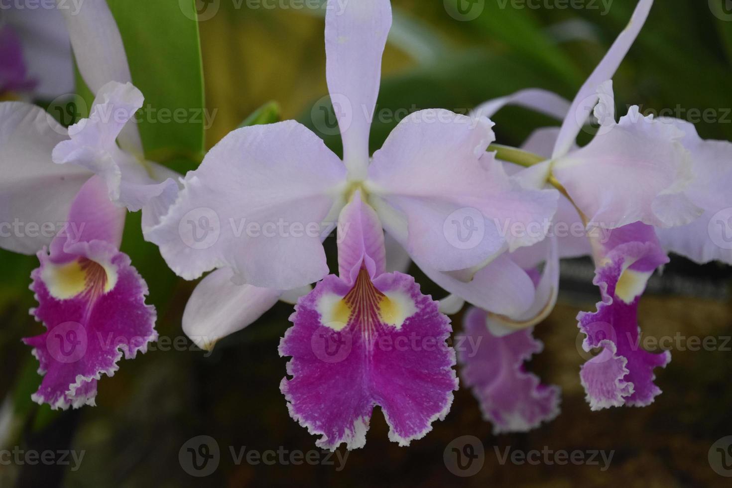 weiße und dunkelrosa gekräuselte Orchideenblüte foto