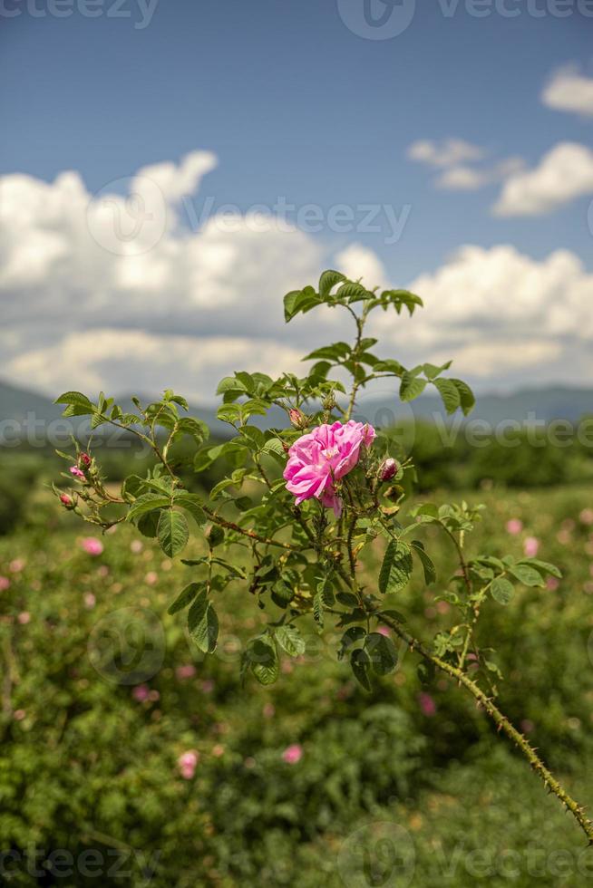 Rosa Damascena Fields Damaszener Rose, Rose of Castile Rose Hybrid, abgeleitet von Rosa Gallica und Rosa Moschata. bulgarisches rosental bei kazanlak, bulgarien. foto