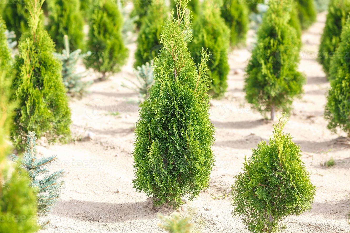 Reihen junger Koniferen im Gewächshaus mit vielen Pflanzen auf der Plantage foto