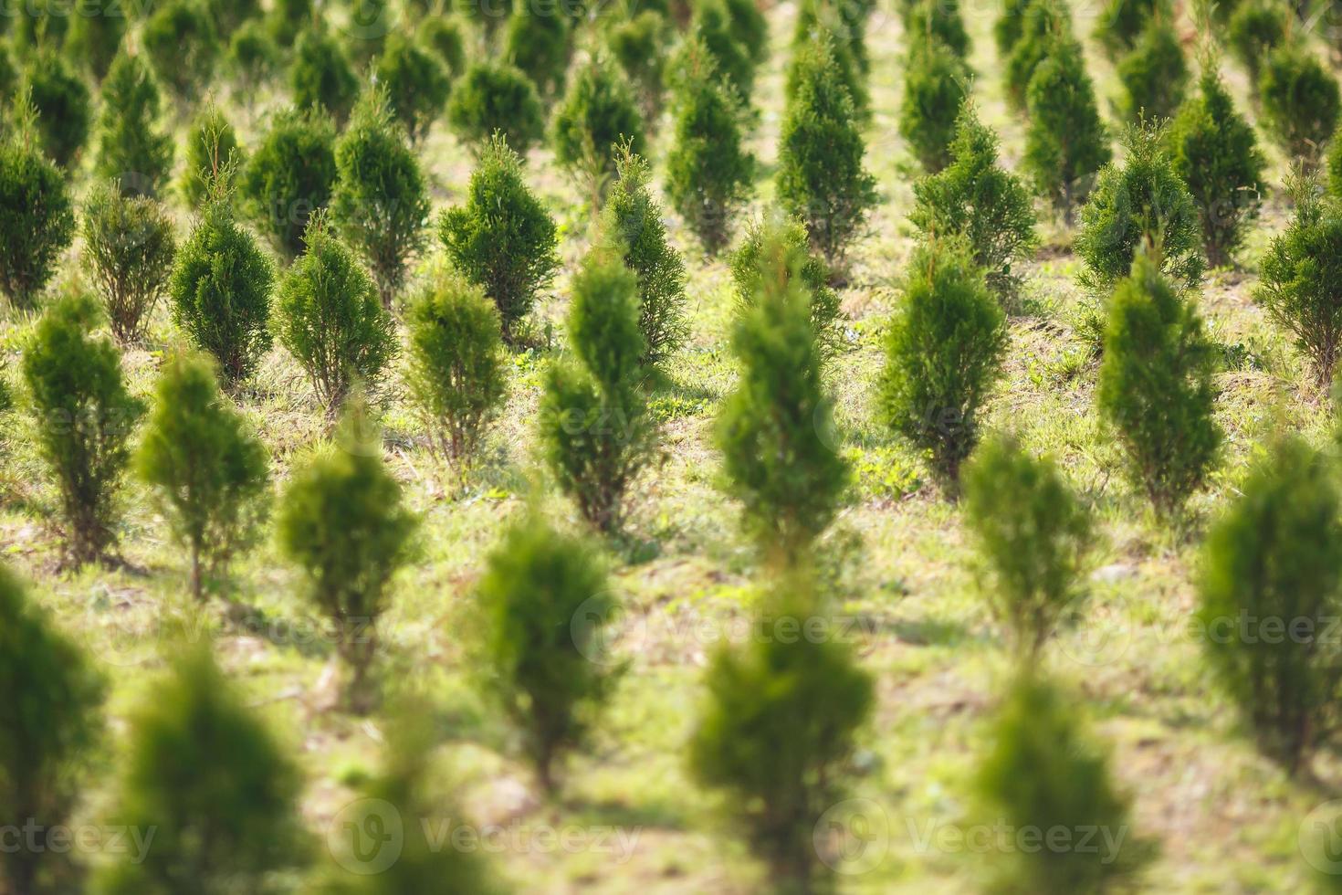 Reihen junger Koniferen im Gewächshaus mit vielen Pflanzen auf der Plantage foto