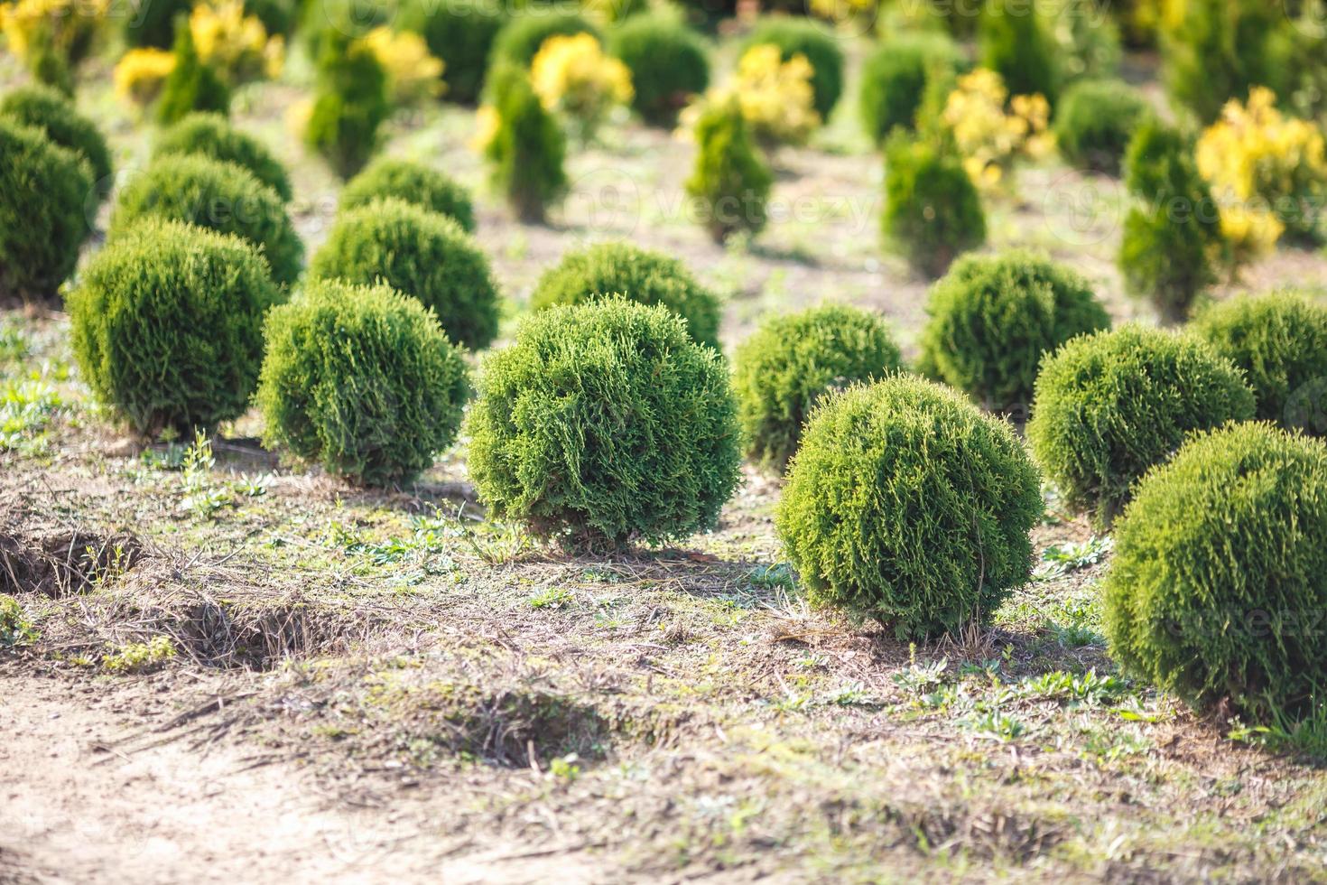 Reihen junger Koniferen im Gewächshaus mit vielen Pflanzen auf der Plantage foto