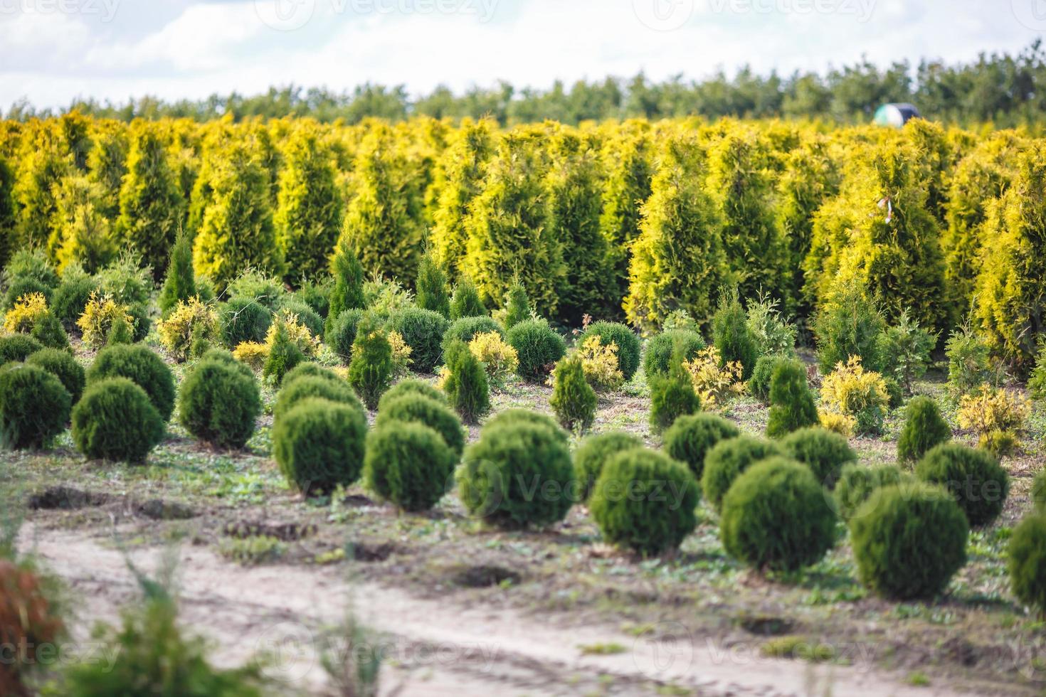 Reihen junger Koniferen im Gewächshaus mit vielen Pflanzen auf der Plantage foto