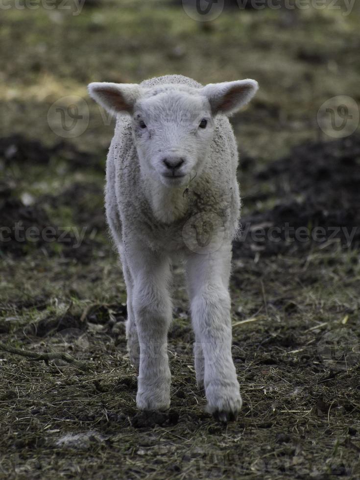 Schafe auf einer Wiese in Westfalen foto