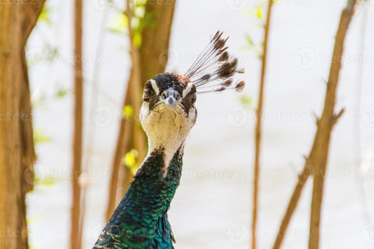 schöner Pfauenvogel foto