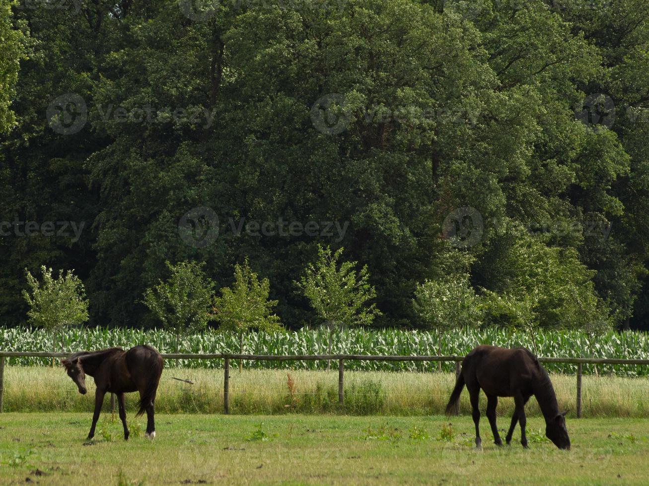 Pferde auf einer Wiese im deutschen Münsterland foto