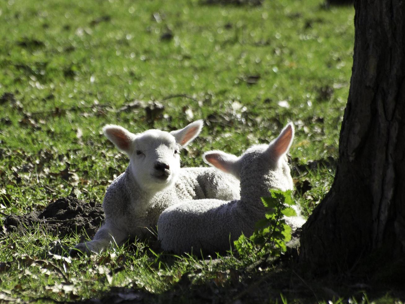 Schafe auf einem Feld in Westfalen foto