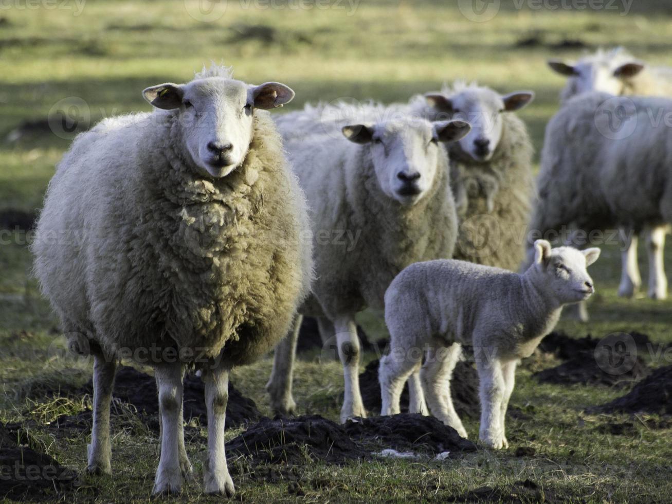 Schafe auf einer Wiese in Westfalen foto