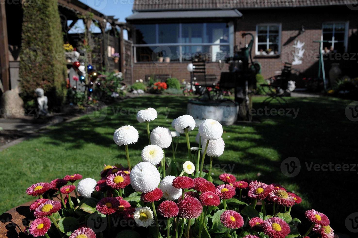 Sommerblumen im Garten foto