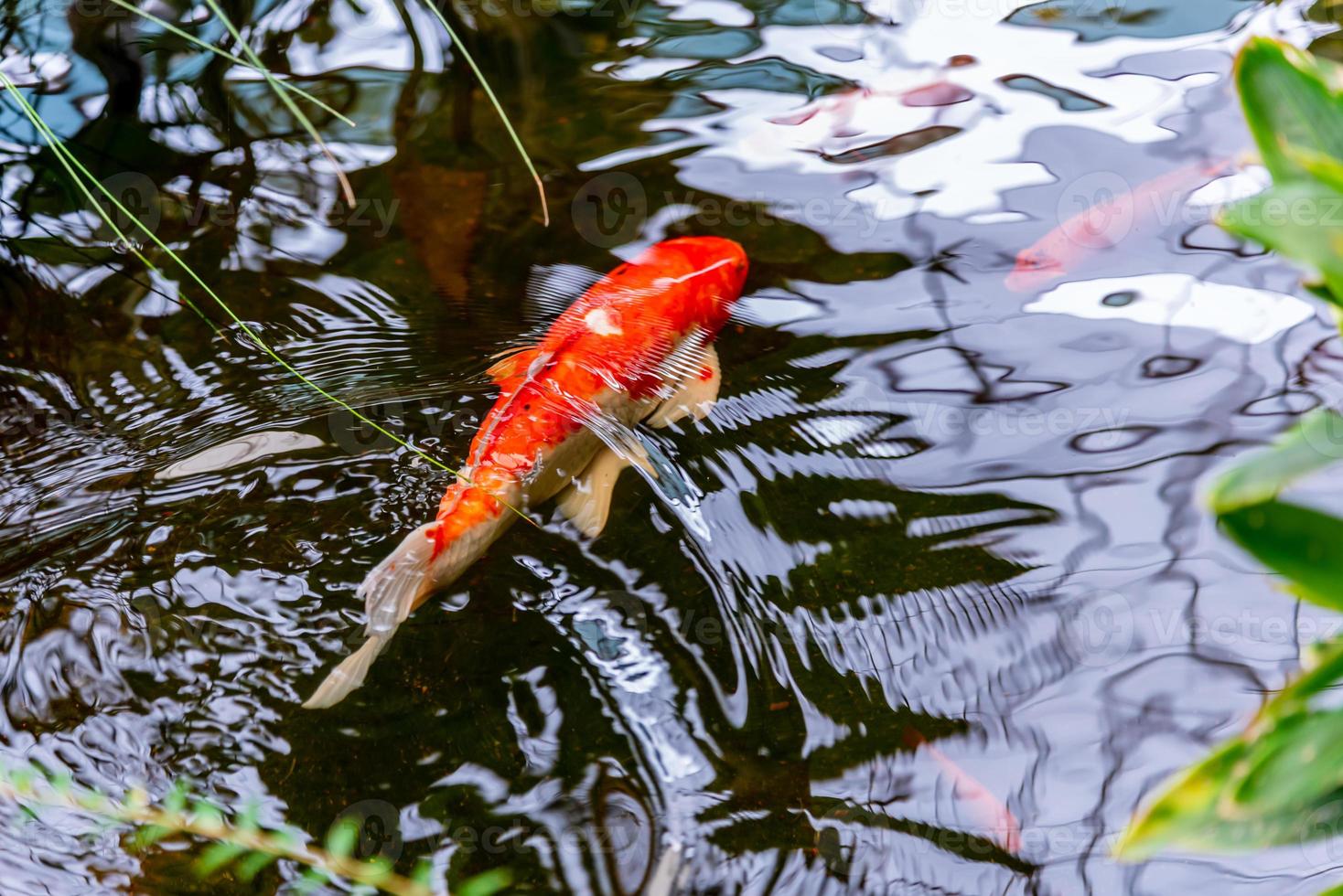 Lust auf Karpfen, Spiegelkarpfen oder Koi-Karpfen im Teich foto