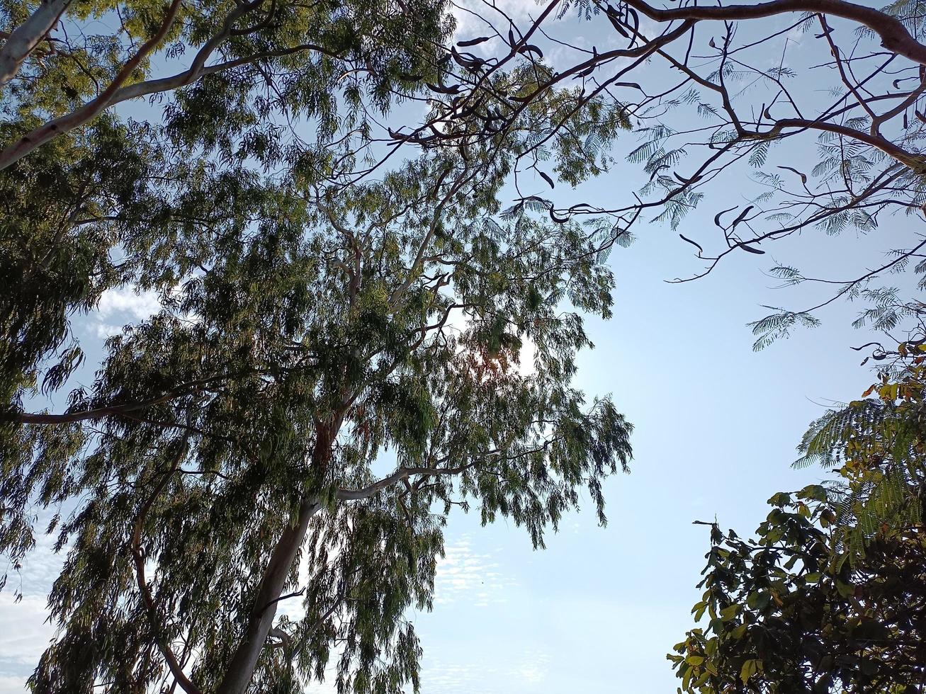 sommerferien natur blauer himmel bewölkt sonnenschein hell sommer hintergrundbild foto