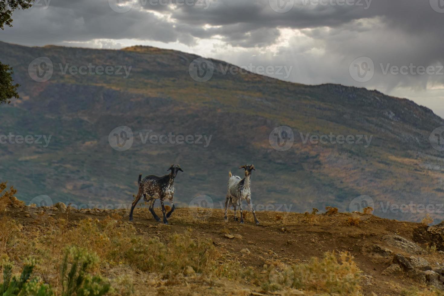 männliches und weibliches Ziegenpaar in den Bergen foto