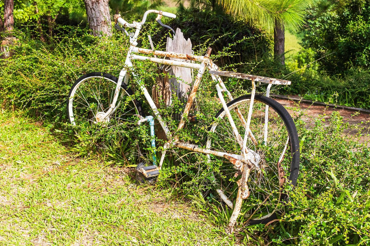 Altes weißes Fahrrad mit Rost im Garten foto