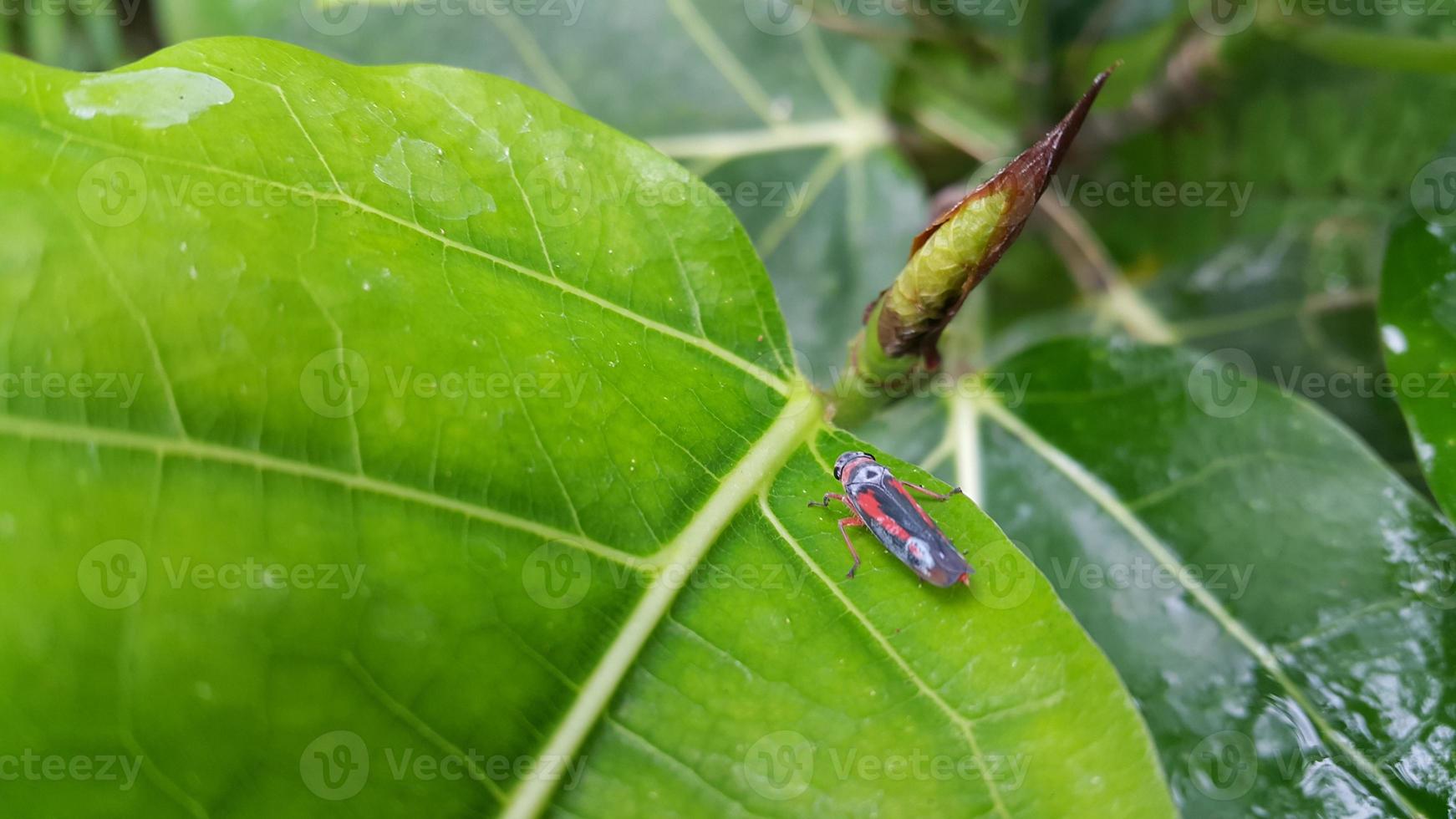 kleine Insekten, die auf Blättern sitzen. einfaches Foto im Wald.