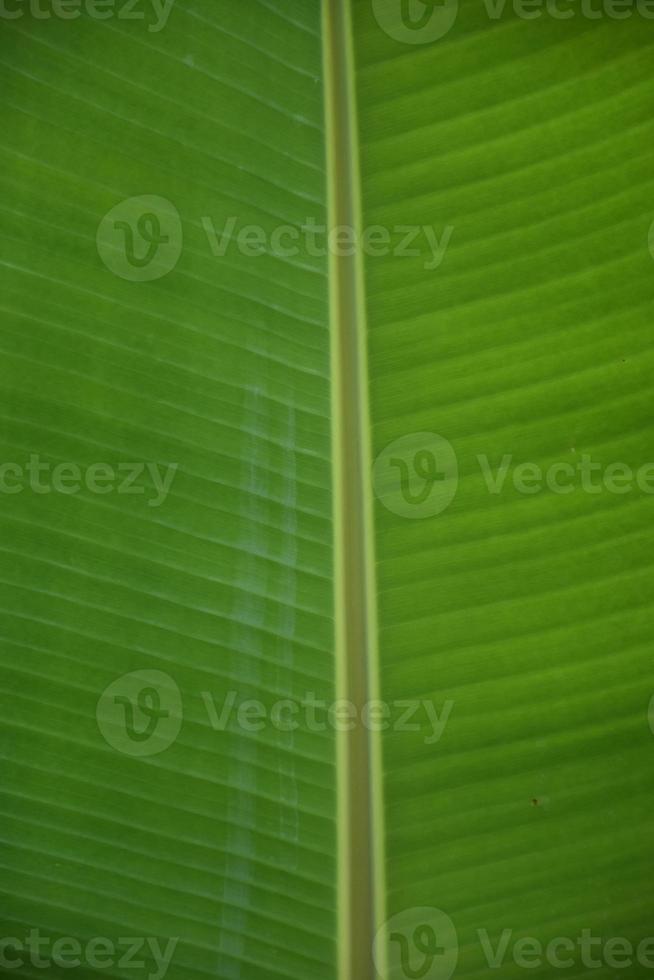 Bananenblatt auf Isolat und weißem Hintergrund. foto