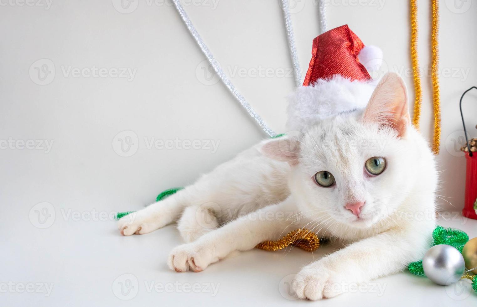 Porträt einer weißen Katze in einer Weihnachtsmann-Hut-Nahaufnahme auf weißem Hintergrund. Das Haustier schaut in den Rahmen. der Vertrauensbegriff. weihnachten und neujahr foto