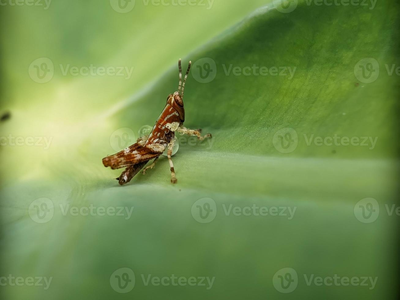 Heuschrecke auf dem Blatt am Morgen Makrofotografie extreme Nahaufnahme foto