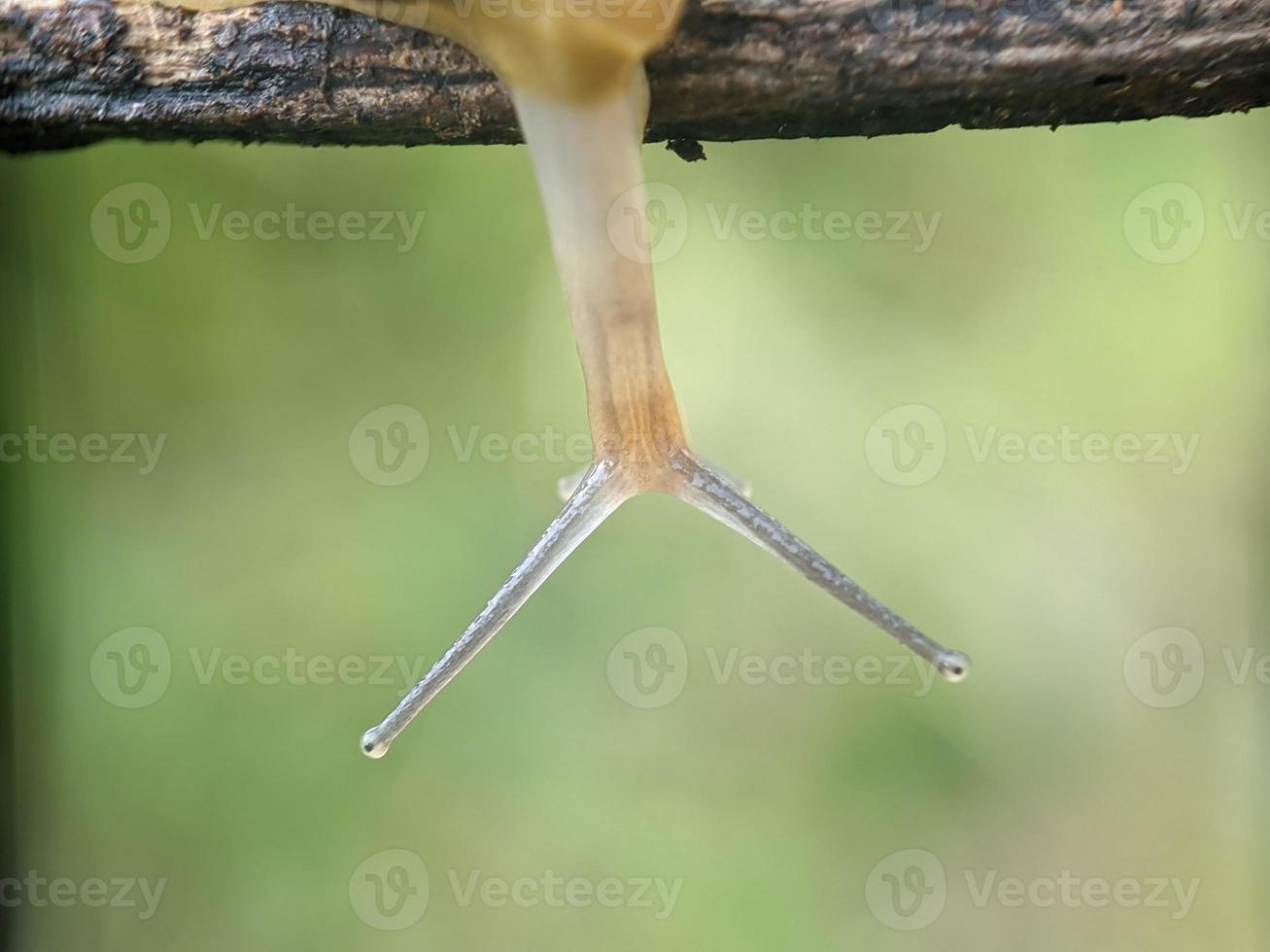 Schnecke auf dem Zweig, morgens, Makrofotografie, extreme Nahaufnahme foto