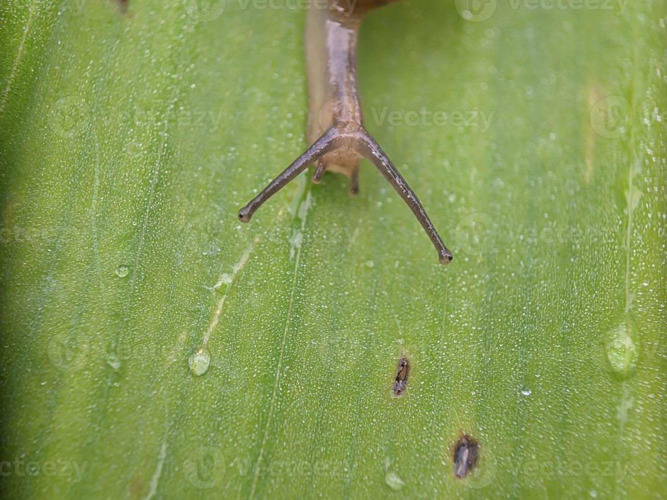 Schnecke auf dem Blatt, morgens, Makrofotografie, extreme Nahaufnahme foto