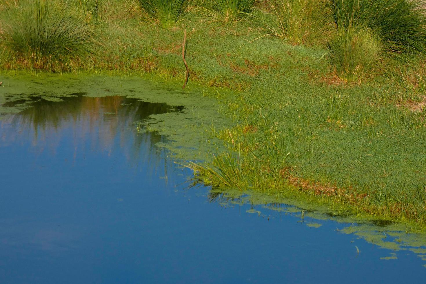 Feuchtgebiete in der Nähe des Flusses Llobregat foto