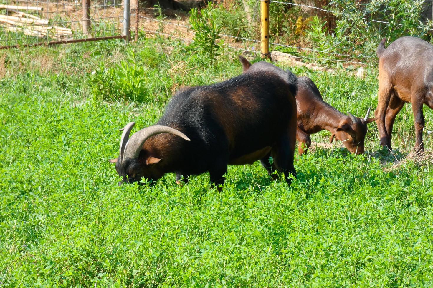 Ziegen, die leise grünes Gras fressen, sind für eine gute Milchleistung unerlässlich foto