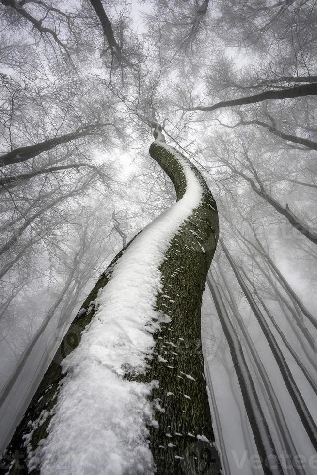 winterliche Baumkrone foto