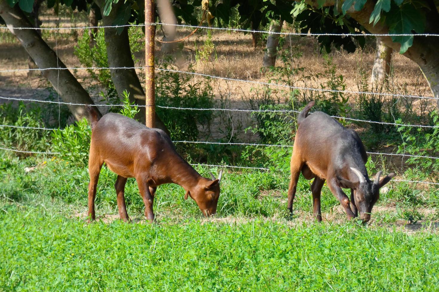 Ziegen, die leise grünes Gras fressen, sind für eine gute Milchleistung unerlässlich foto