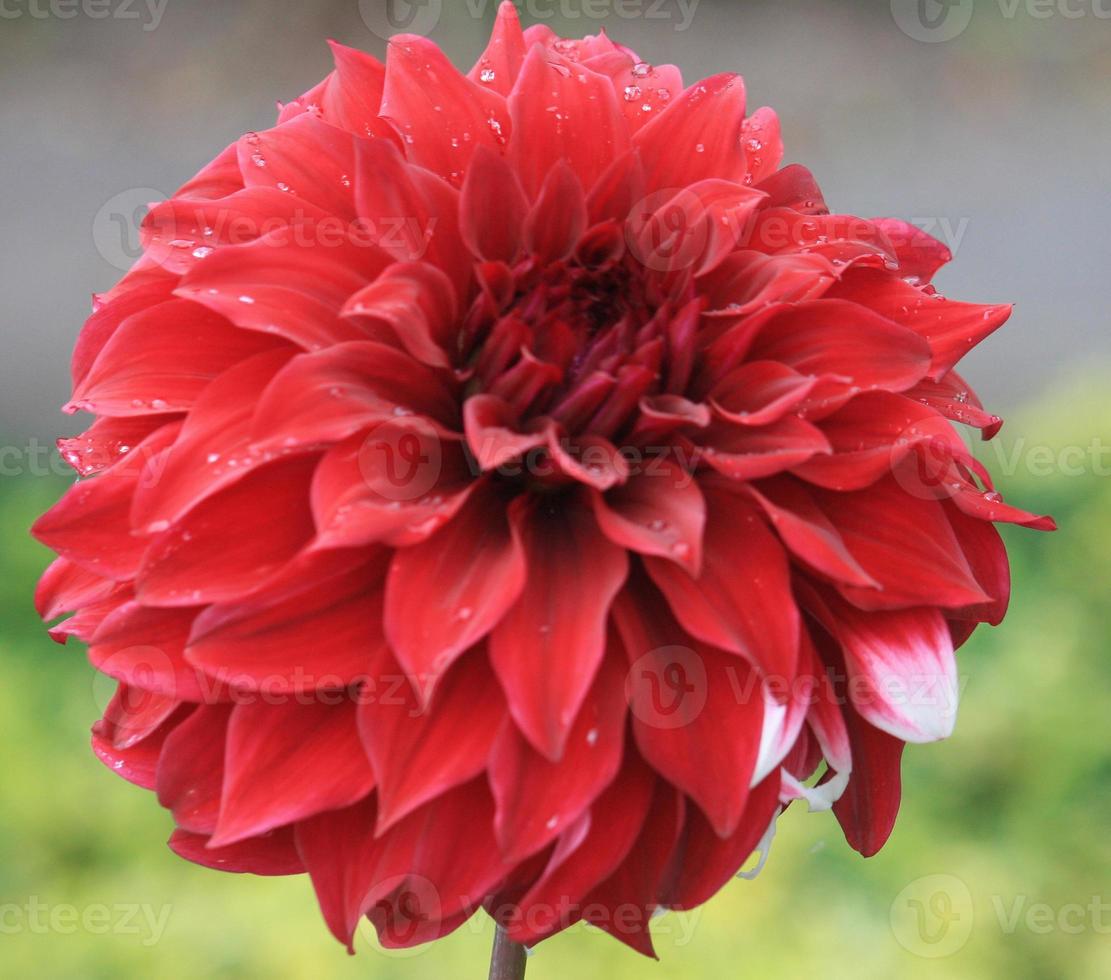 eine rote Dahlienblüte mit Tautropfen. foto