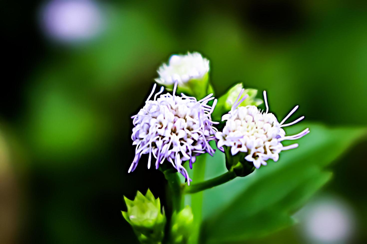 weiße Blume mit unscharfer Hintergrundtextur foto