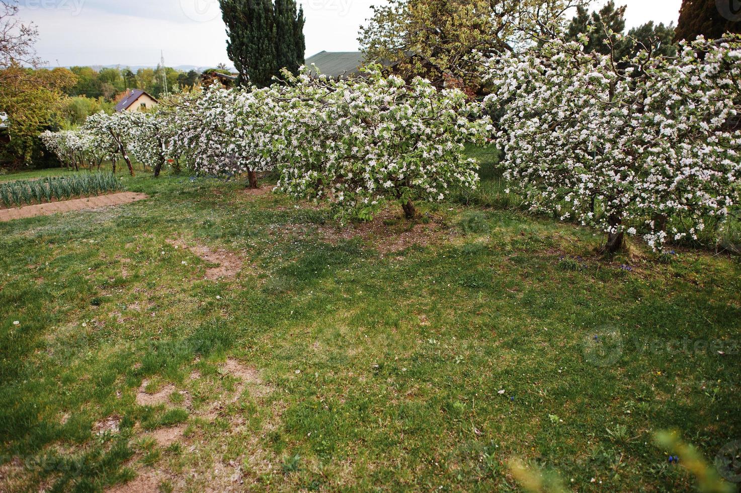 Frühlingsbäume in der Nähe von Landhaus mit Garten. foto