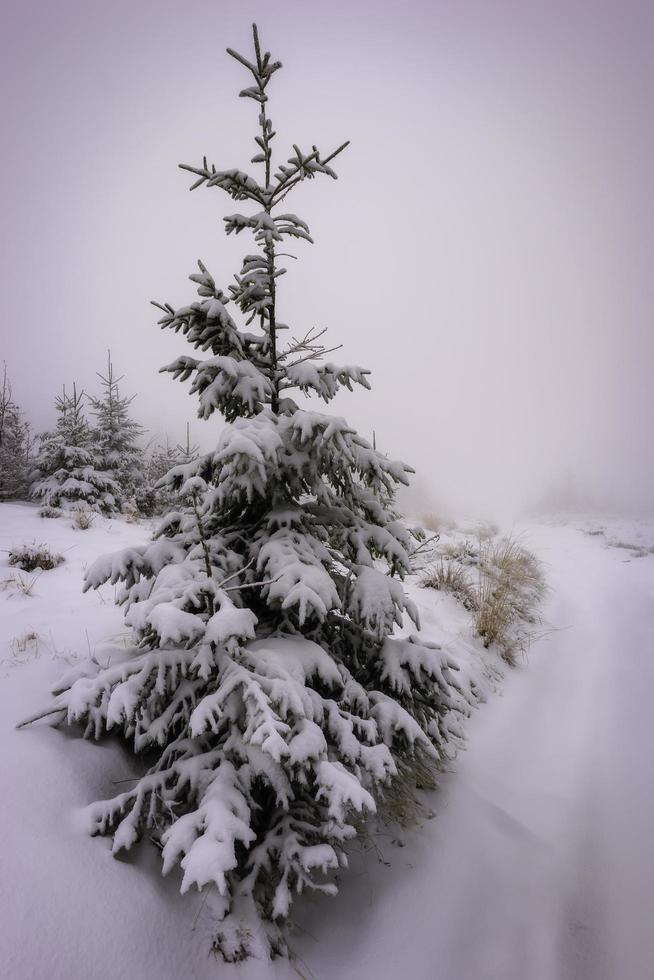 Blick auf die mit Neuschnee bedeckte Fichte foto