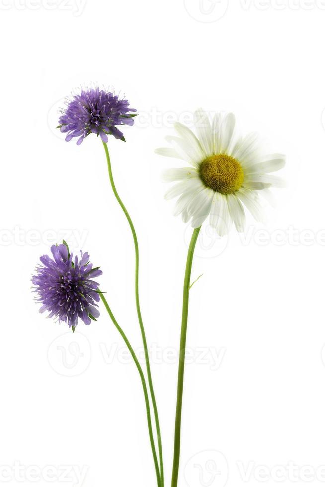 blühende gänseblümchenblume und scabiosa columbaria foto