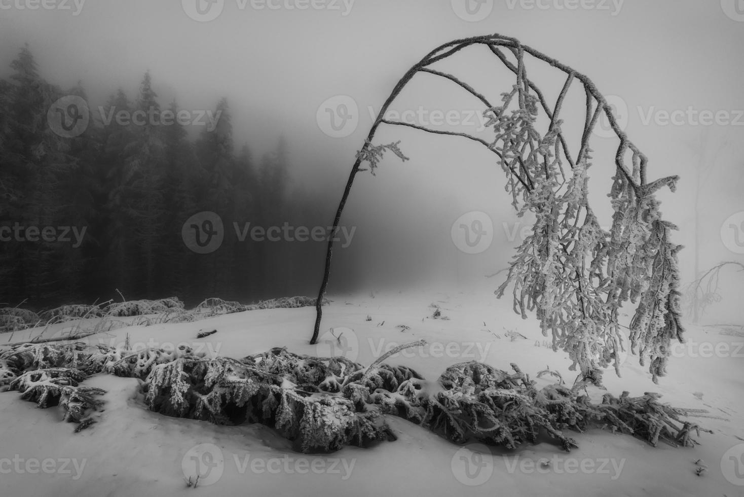 einsamer gebogener Baum foto