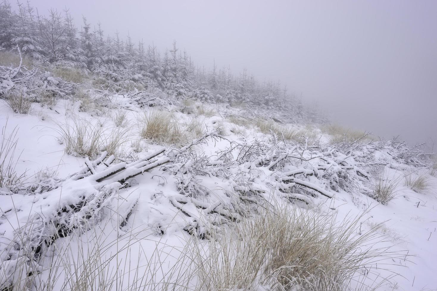 Waldgras mit frischem Schnee bedeckt foto