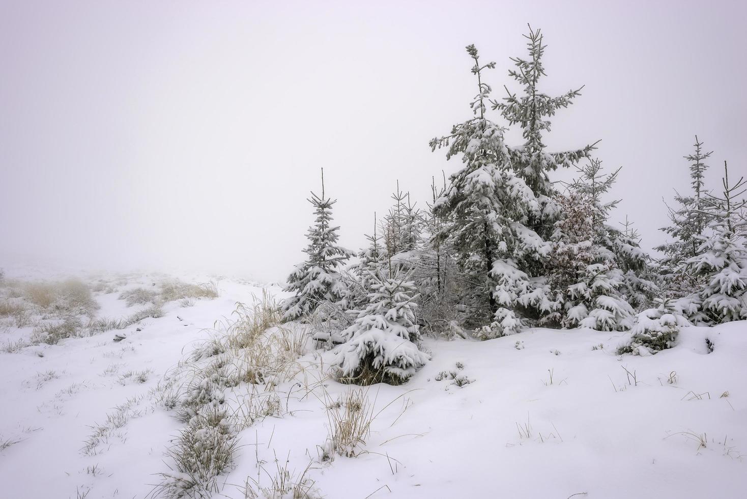 Winterlandschaft mit Waldgras und Fichten foto