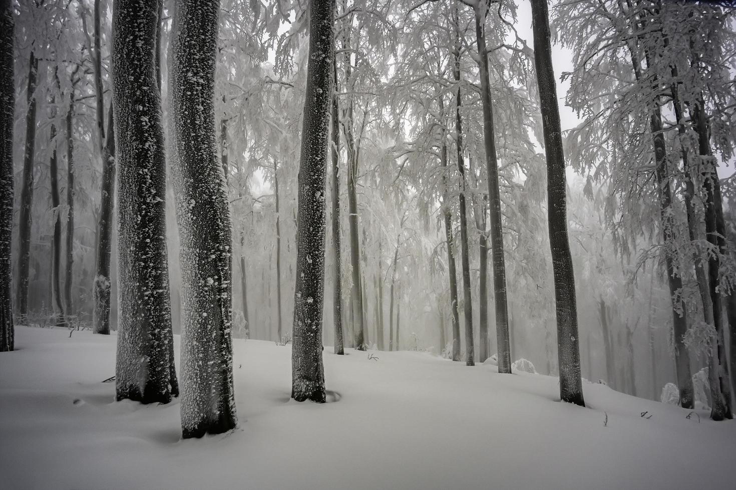 im winternebeligen Buchenwald foto