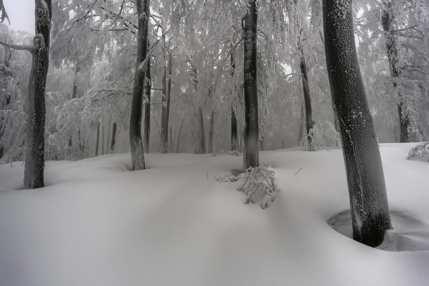 im winternebeligen Buchenwald foto