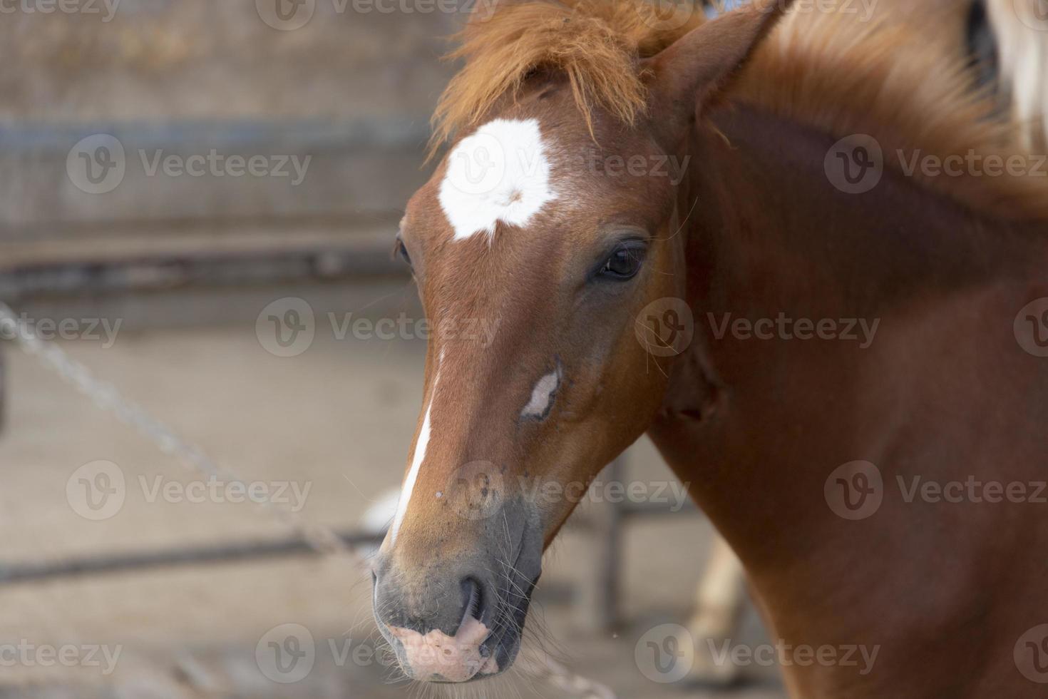 Ein braunes Pferd mit einem weißen Fleck auf dem Kopf in einem Stall, Nahaufnahme. foto