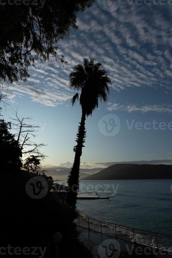 Palmen an der Promenade und am Strand in Montenegro, Adria. foto