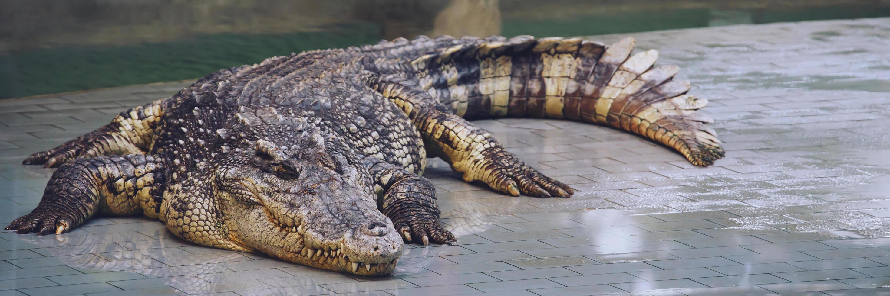 Krokodile sind Amphibien und haben eine wilde Veranlagung. foto