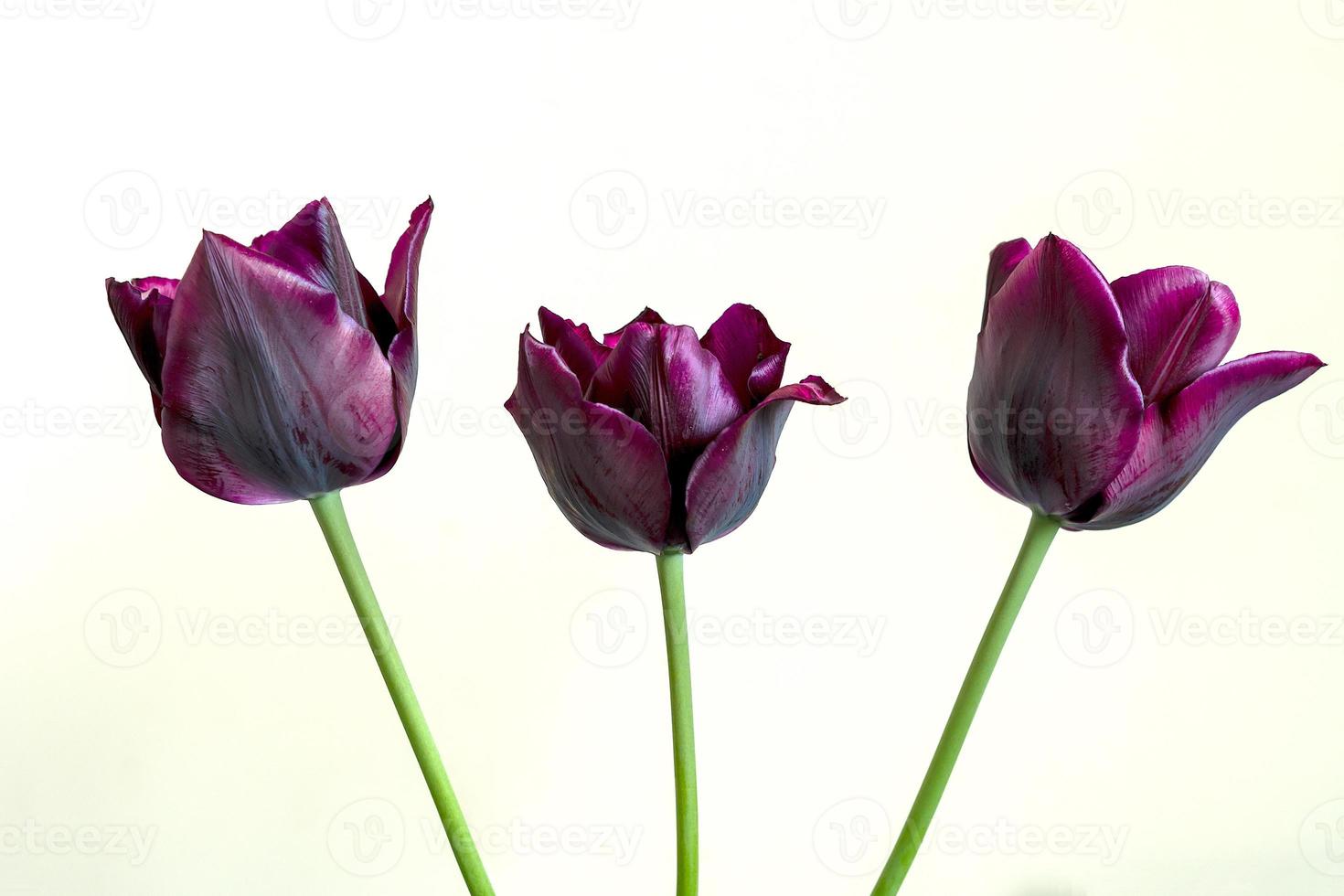 drei lila Tulpen auf hellem Hintergrund foto
