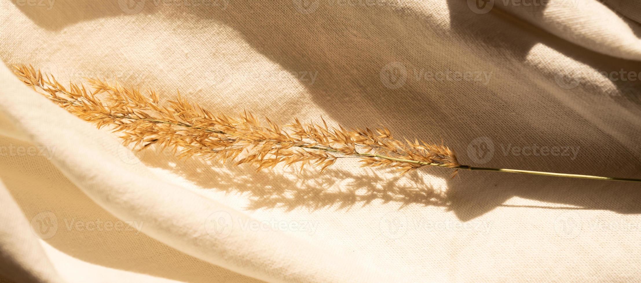 beige neutral gefärbtes Textil, Leinenstoff mit Dekor trockenes Pampasgras. Banner foto