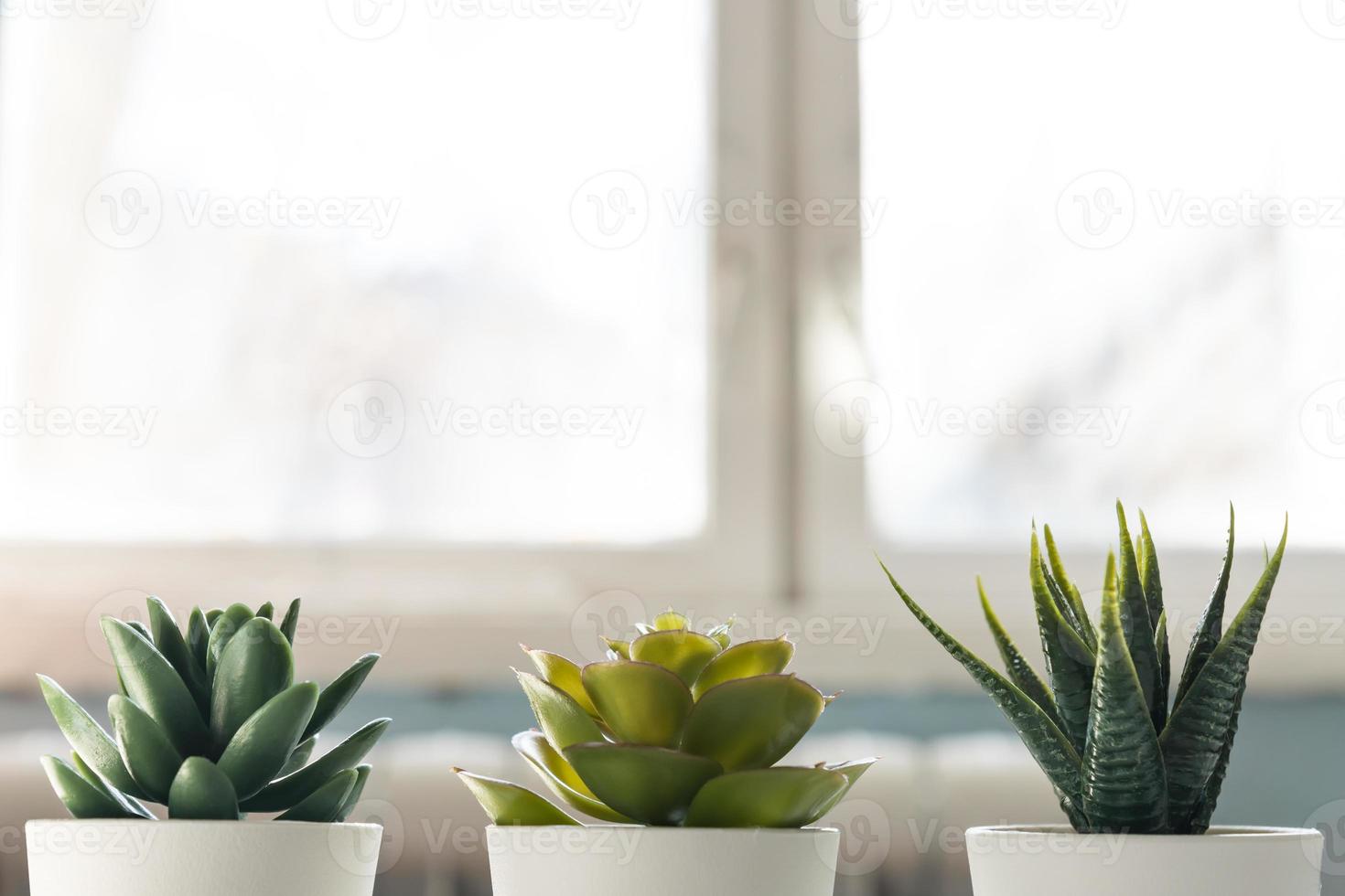 verschiedene sukkulenten in kleinen weißen töpfen gegen das fenster. Wohnkultur, Design im nordischen Stil foto