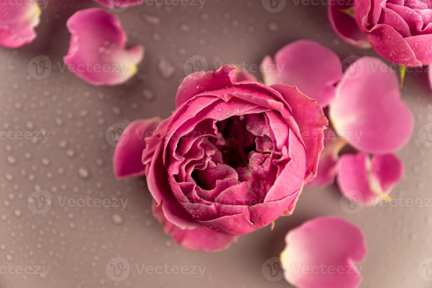 Nahaufnahme von rosa Rosenblüten und Blütenblättern, die mit Wassertropfen bedeckt sind. schöner Blumenhintergrund. foto