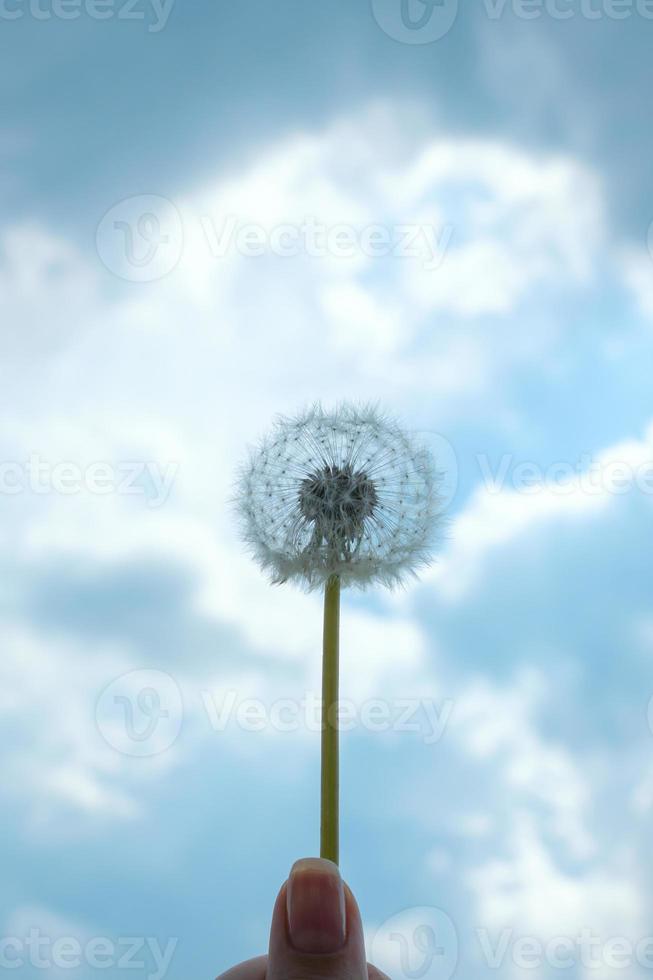 Einzelner flauschiger Löwenzahn gegen blauen Himmelshintergrund des Sommers mit Wolken in der weiblichen Hand. foto