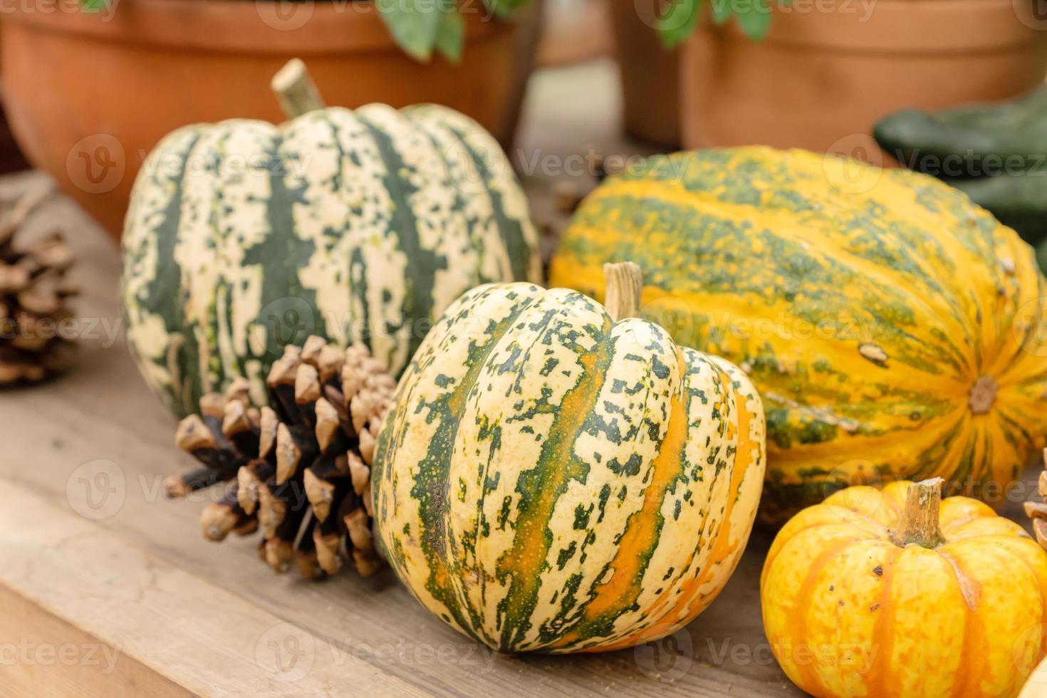 Herbst Kürbis Hintergrund. Nahaufnahme von Mini-Kürbisse am Bauernmarkt foto